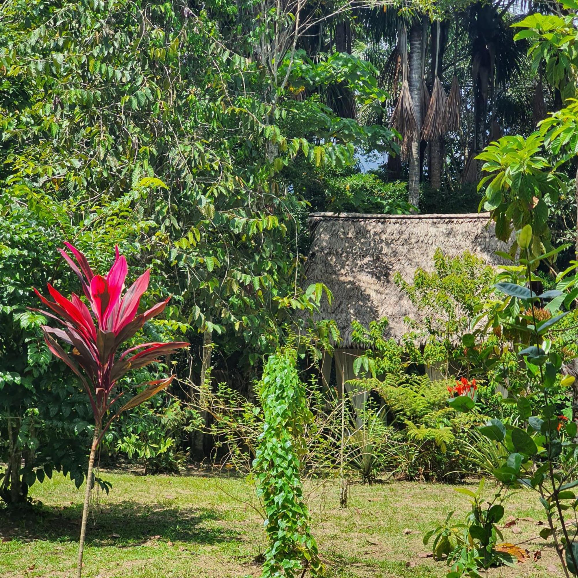 Amazona Lodge レティシア エクステリア 写真